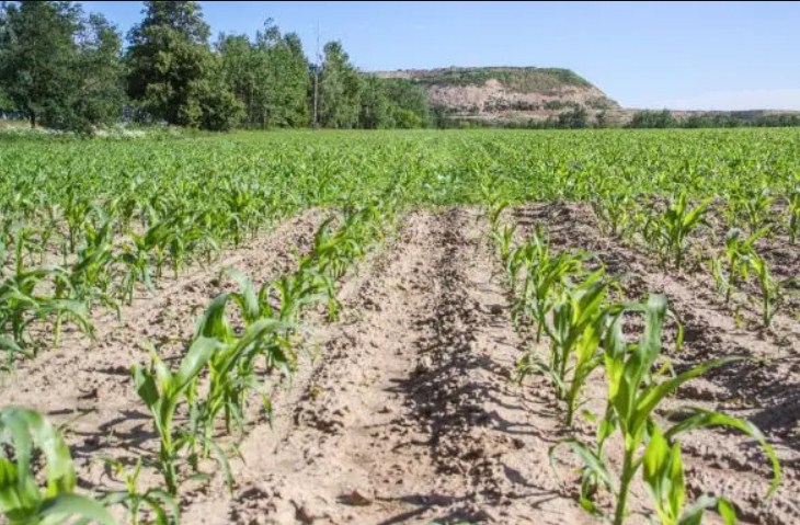 Что нужно посадить в огороде осенью, чтобы не было тли