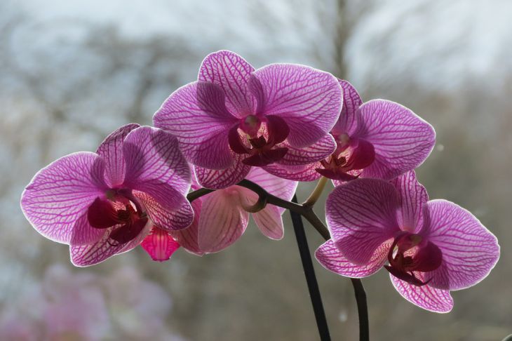 Что делать, если у орхидеи опали цветы — как можно помочь растению?