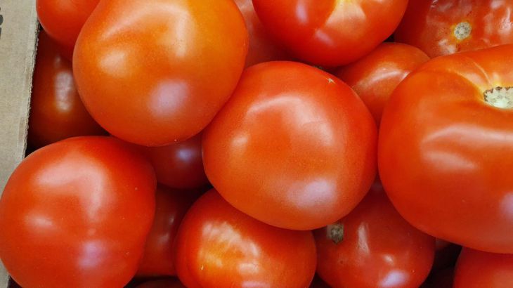Зачем закапывать помидоры в огороде: хитрость, о которой не скажет сосед