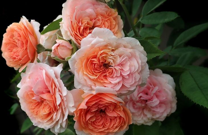 Растут как на дрожжах: чем поливают комнатные цветы знающие хозяйки