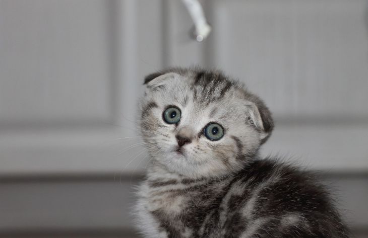 Кошки Породы Скоттиш Фото Кошки Породы Скоттиш Фото