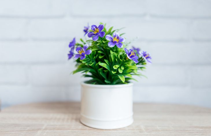 Как опытные хозяйки подкармливают комнатные цветы с помощью касторки: полезная хитрость цветы