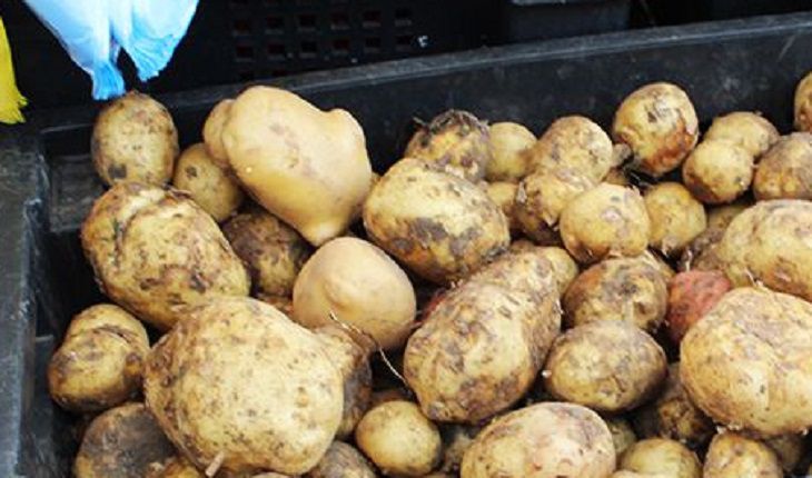 Как повысить урожайность картошки в 3 раза: секрет в удачном «соседе»