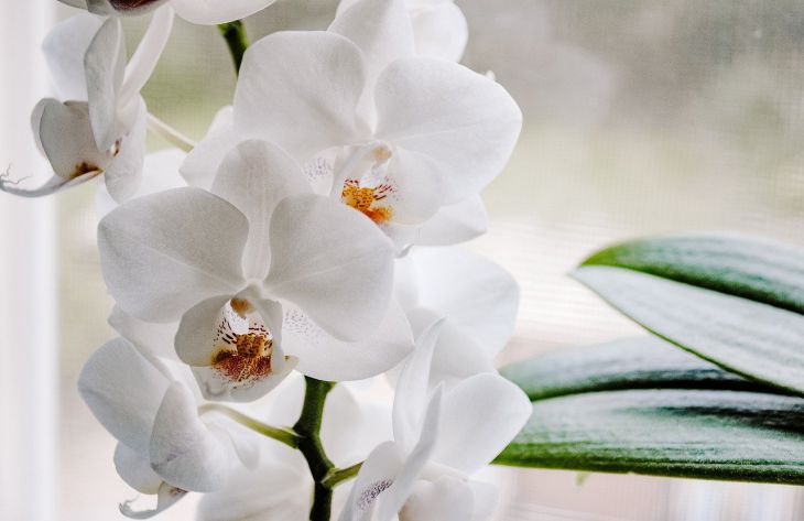 Хитрость при поливе орхидей, чтобы росли быстрее и цвели ярче: что делают цветоводы