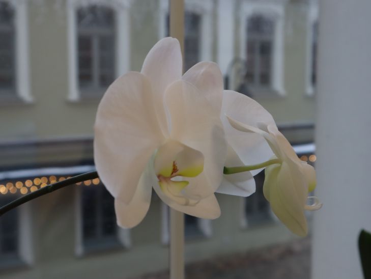 Что делать, если в горшке с орхидеей появился зеленый мох: как решают проблему хитрые цветоводы 