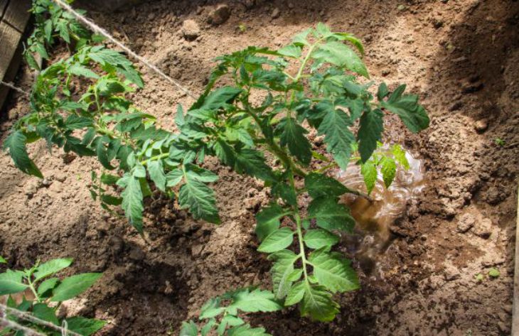 Зачем в теплице с помидорами вешают бутылки с йодом: хитрость для богатого урожая
