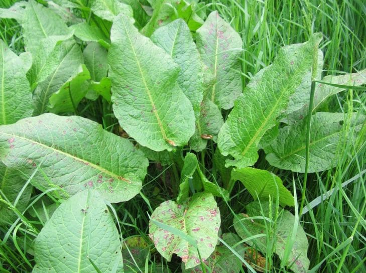 Поможет щавель: что сделать, чтобы малина не расползалась по участку