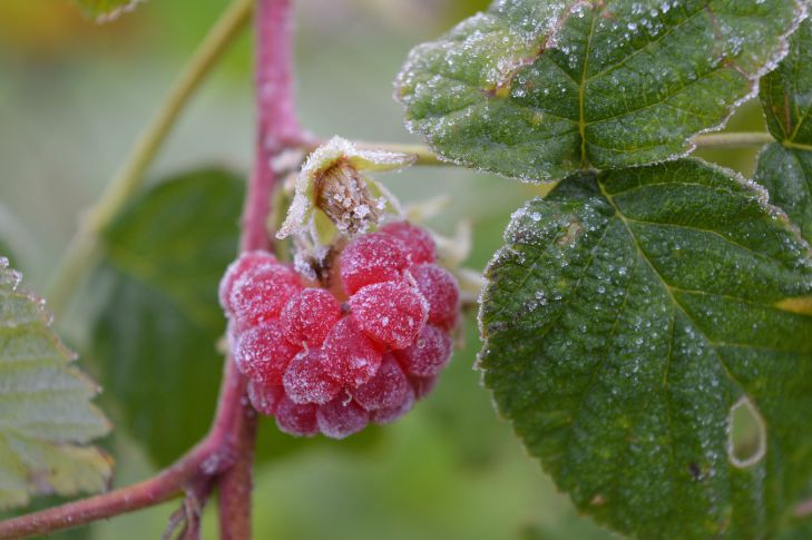 Как помочь малине пережить зиму: урожай порадует дачника в следующем сезоне малина