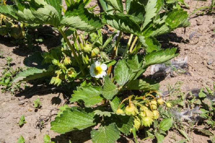 Чтобы клубника удивляла своими размерами: секретная добавка, о которой не хотят говорить дачники Клубника