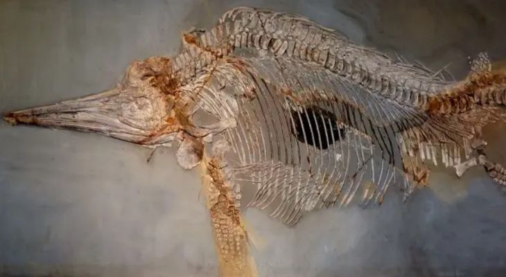 Обнаруженный гигантский ихтиозавр изумил ученых ихтиозавр