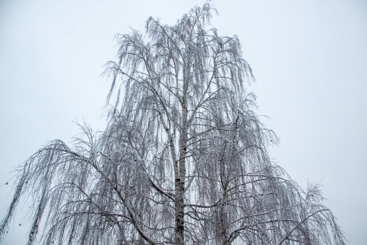 Дождитесь весны и спилите: 5 причин избавиться от березы на дачном .