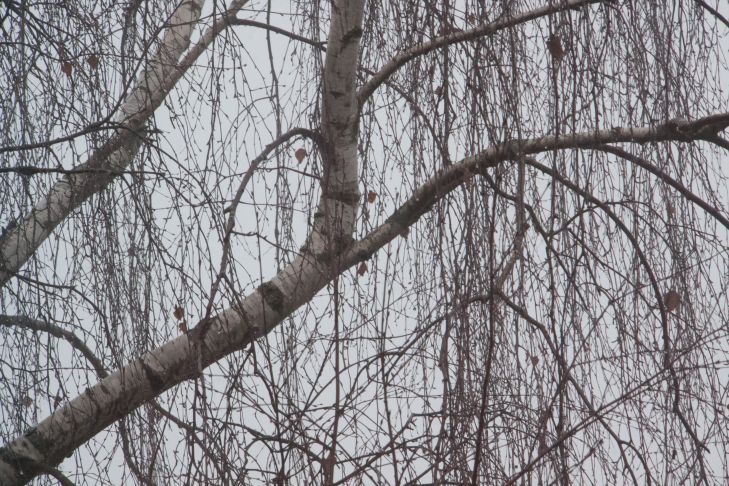 Деревья, из-за которых в огороде не растут даже сорняки: дождитесь весны и спилите