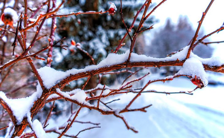 Зачем дачники зимой «одевают» плодовые деревья в капроновые колготки
