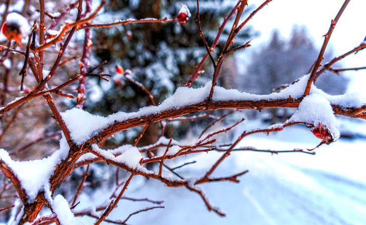 Зачем дачники зимой «одевают» плодовые деревья в капроновые колготки