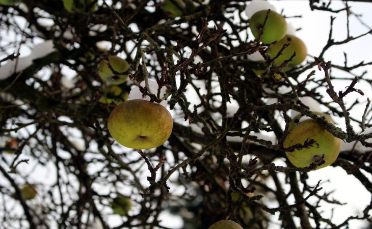 Можно или нельзя обрезать яблони зимой: как считают опытные дачники 