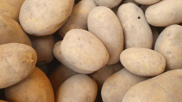 2 главные ошибки дачников, «забирающие» большой урожай картофеля