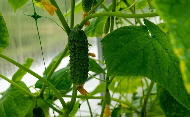 Грамотный полив огурцов для шикарного урожая: не каждый дачник это знает