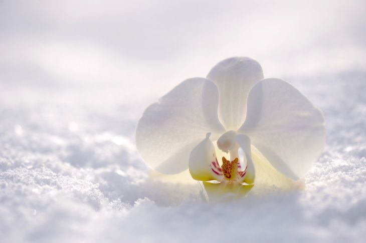 Орхидея Зима