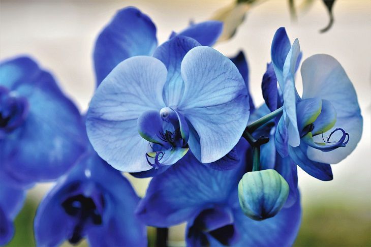 Требуется ли орхидее обрезка после окончания цветения: что нужно знать хозяйкам