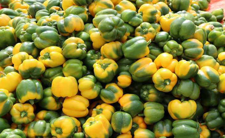 В какой компании перец растет крупным и сладким: лучшие соседи для овоща 
