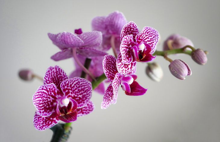 Как хозяйки используют яичную скорлупу для орхидей: многим захочется попробовать эту хитрость