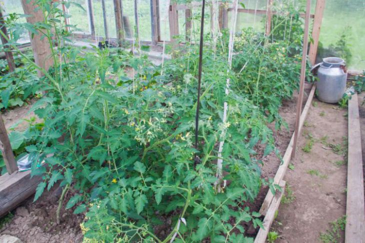 6 растений, которые можно посадить с помидорами в теплице: урожаю будет завидовать сосед