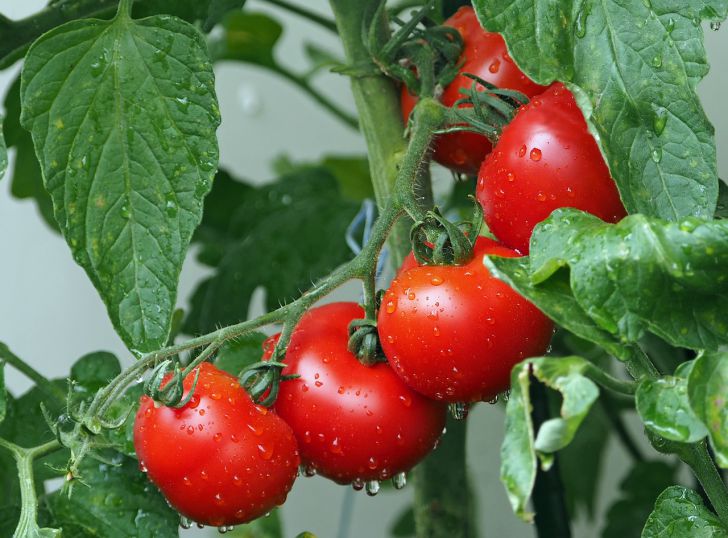 Чтобы рассада томатов была богатырская, полейте ее картофельным отваром: ничего лучше еще не придумали