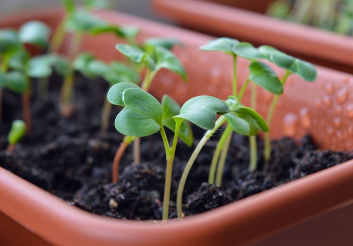 Когда сеять перец в 2022 году и как вырастить крепкую рассаду