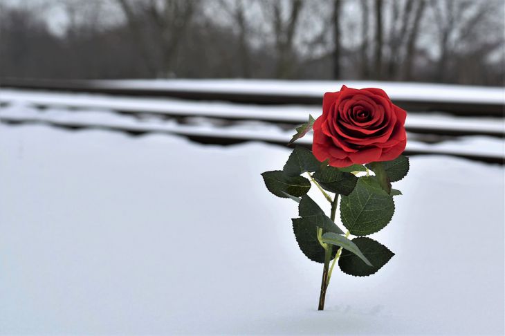 роза снег