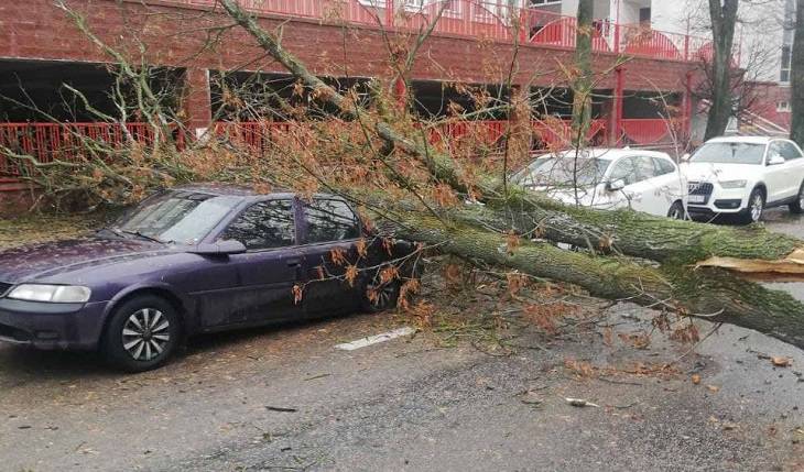 Снова сильный ветер: оранжевый уровень опасности объявлен в Беларуси на 20 января дерево