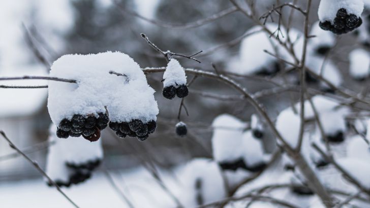 Успеть до конца зимы: 3 важных дела в саду и огороде для каждого дачника