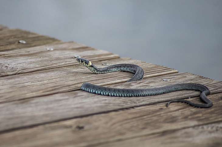 Змея заползла в частный дом в Барановичах: вызывали МЧС змея