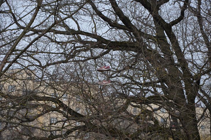 Обрушение крыш и сооружений, падение деревьев. МЧС предупредило белорусов дерево