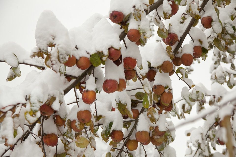 Яблоки Снег