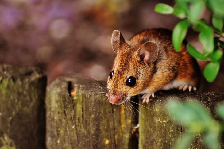 Как избавиться от мышей зимой на даче буквально за пару секунд: деревенская хитрость