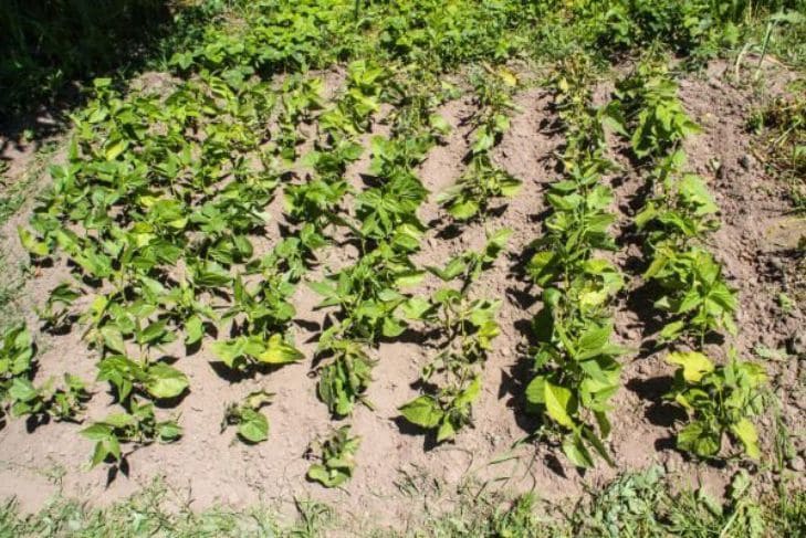 Чем полить перец, чтобы все завидовали урожаю: об этом не расскажет сосед по даче Чем полить перец, чтобы все завидовали урожаю: об этом не расскажет сосед по даче