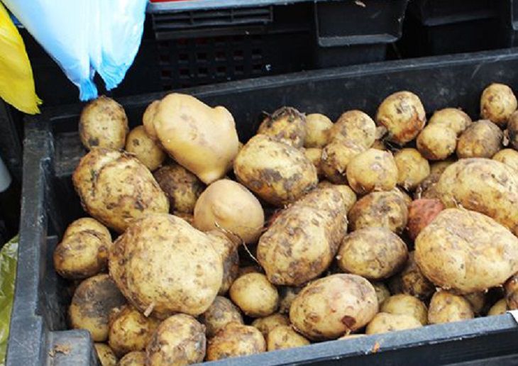 Как вырастить 17 кг картофеля с одного куста: деревенская хитрость