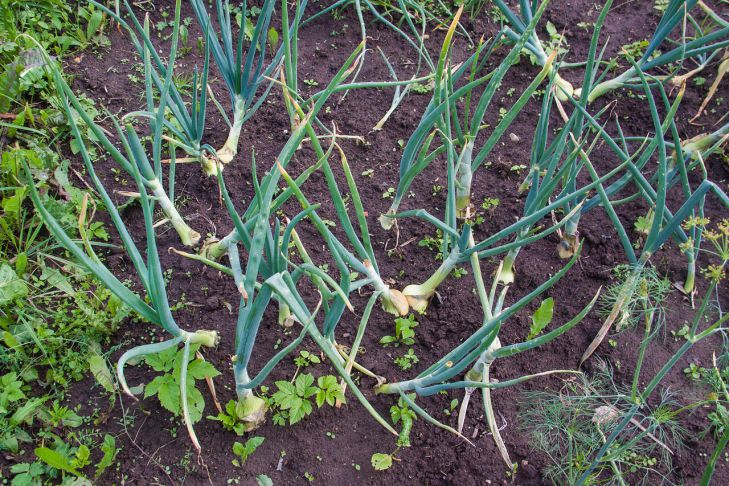 Древнерусский способ выращивания лука: урожайность повышается в 2 раза