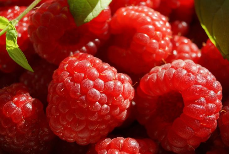 Секретная подкормка малины весной, после которой от тяжести и размера ягод у вас будут ломаться ветки