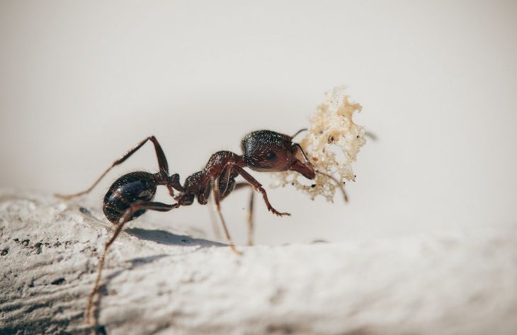 Как избавиться от муравьев и тли на даче без какой-либо химии: 3 копеечных способа