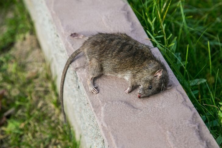 Как отвадить мышей на даче