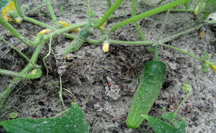 Чем подкормить рассаду огурцов после высадки в грунт, чтобы утроить урожай