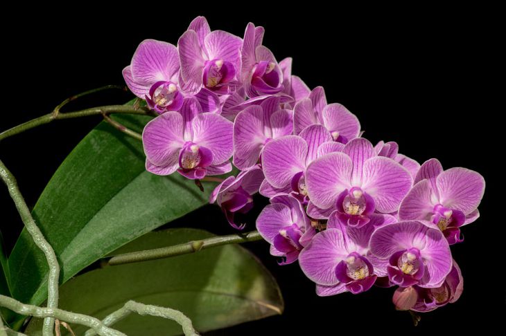 Как быстро заставить орхидею выпустить несколько цветоносов: простой секрет 