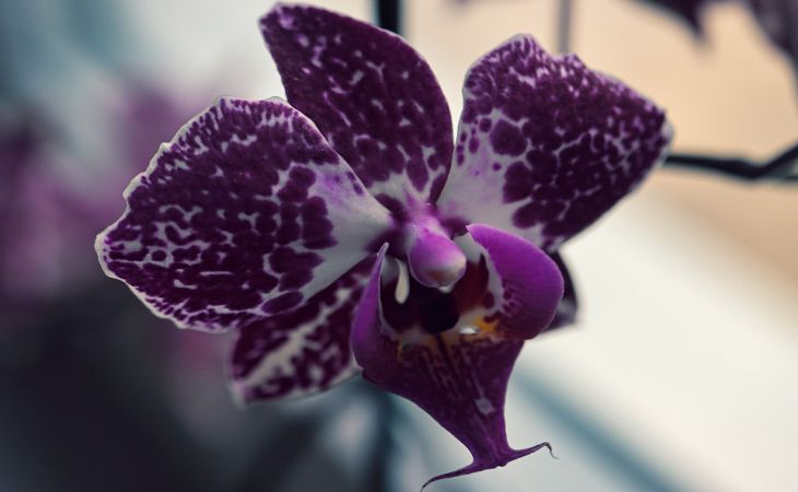 Нужно ли обрезать корни орхидеи, если они вылезли из горшка 
