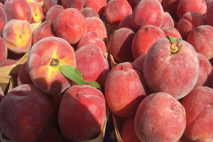 Выращивание и уход за персиком: советы от опытных садоводов