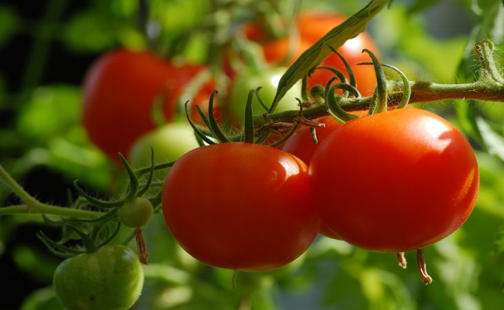 2 самых лучших сорта мясистых, «арбузных» помидоров: хвалят все дачники