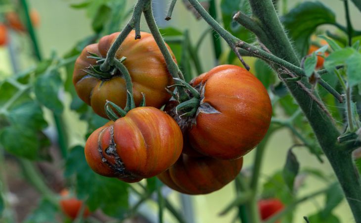 Каждый второй дачник остаётся без хорошего урожая помидоров из-за 5 ошибок при посеве семян на рассаду
