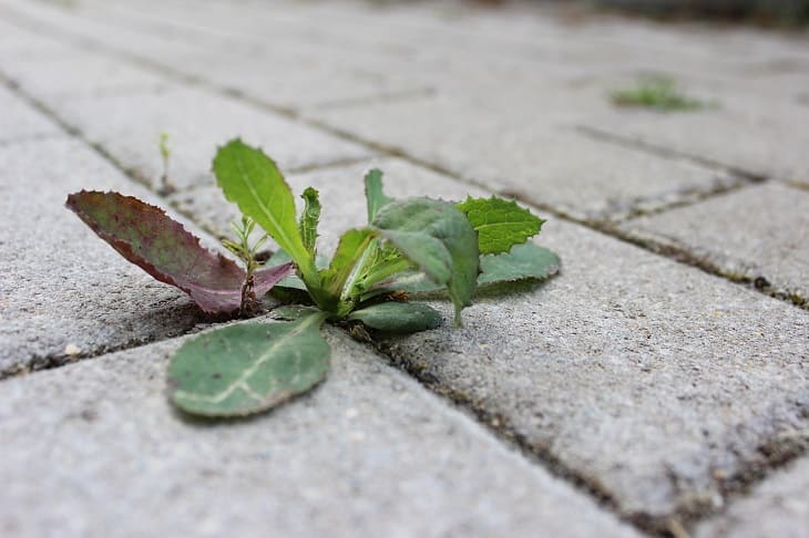 Как избавиться от сорняков между тротуарной плиткой: простой способ