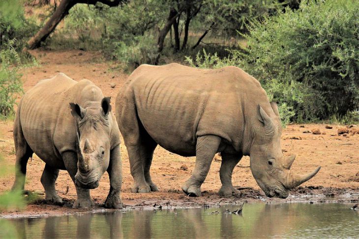 Первая в мире транспортировка 30 белых носорогов: почему это значимое событие, как удалось все организовать