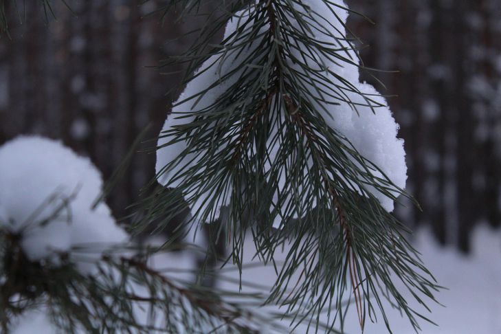 Какой сегодня праздник: 24 февраля 2022 года зима